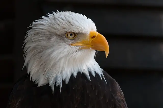 What Does it Mean When You See a Bald Eagle